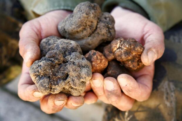 Zagreb Surroundings Truffle Hunting - image 1
