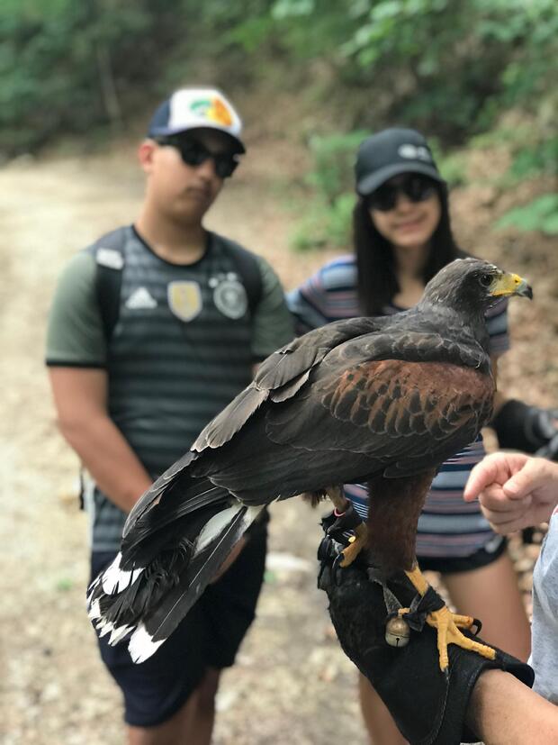 Falconry Tour from Zagreb - image 1