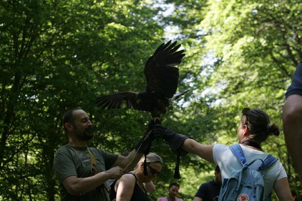Falconry Tour from Zagreb - image 6