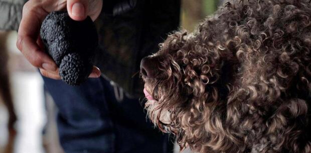 Private Truffle Hunting - image 4