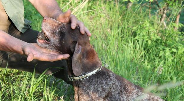 Private Truffle Hunting - image 6