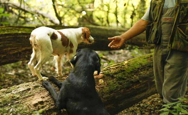 Zagreb Surroundings Truffle Hunting - image 6